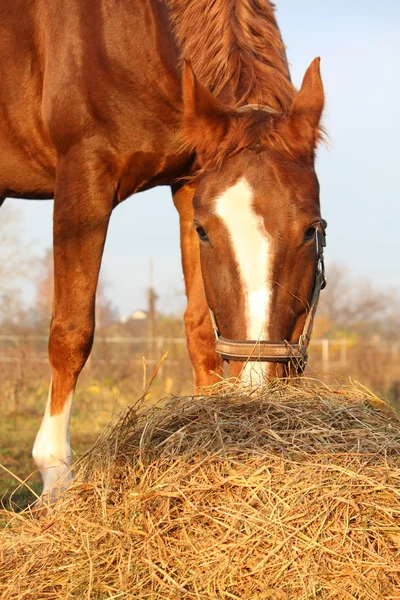 Kaštanový kůň žere seno výběhu — Stock fotografie