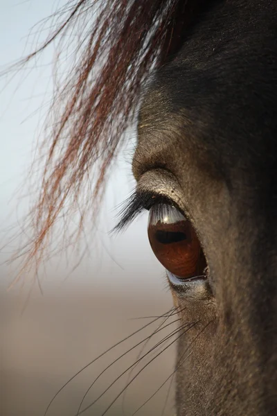 Close up of black horse eye — Stock Photo, Image