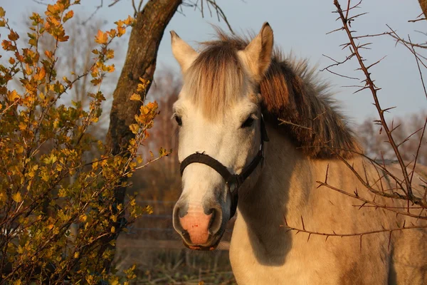 Mignon portrait de poney gris dans le paddock — Photo