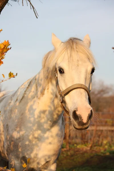 可爱的灰色小马肖像在围场 — 图库照片