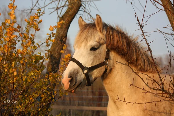 Lindo retrato de pony gris en el paddock — Foto de Stock