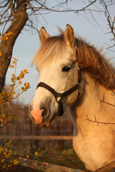 Niedliches graues Pony-Porträt auf der Koppel — Stockfoto