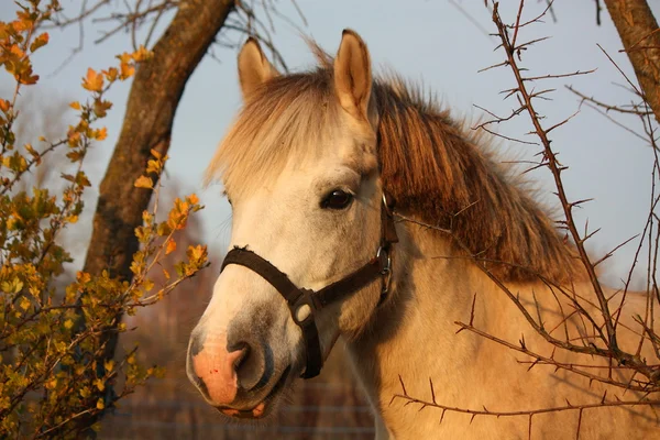 Niedliches graues Pony-Porträt auf der Koppel — Stockfoto