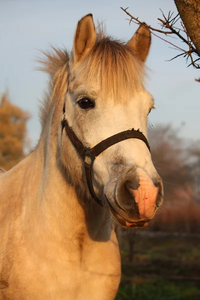 Cute gray pony portrait in the paddock — Stock Photo, Image