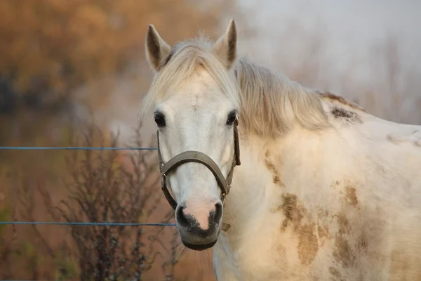 可爱的灰色小马肖像在围场 — 图库照片