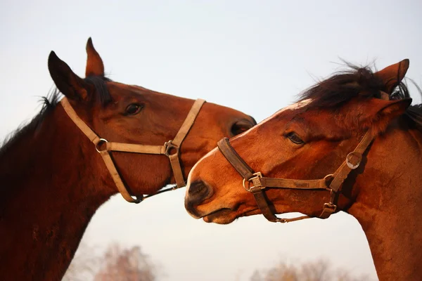 Två bruna hästar spela tillsammans — Stockfoto