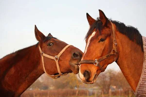 Two brown horses playing together — Stock Photo, Image