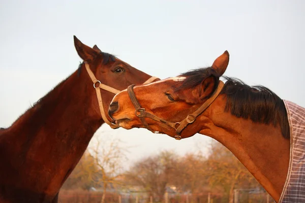 Två bruna hästar spela tillsammans — Stockfoto