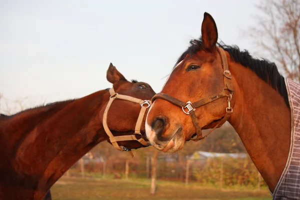 Dos caballos marrones jugando juntos — Foto de Stock