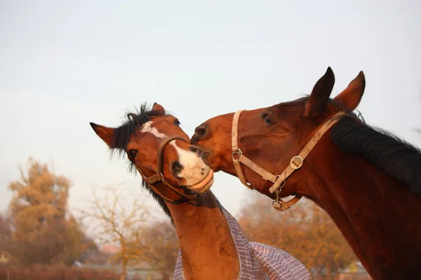 Two brown horses playing together — Stock Photo, Image