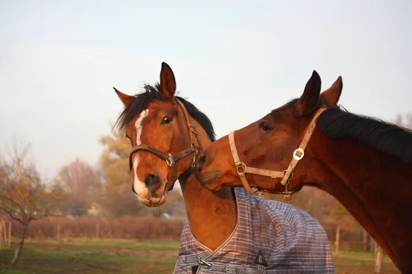 Dos caballos marrones jugando juntos — Foto de Stock