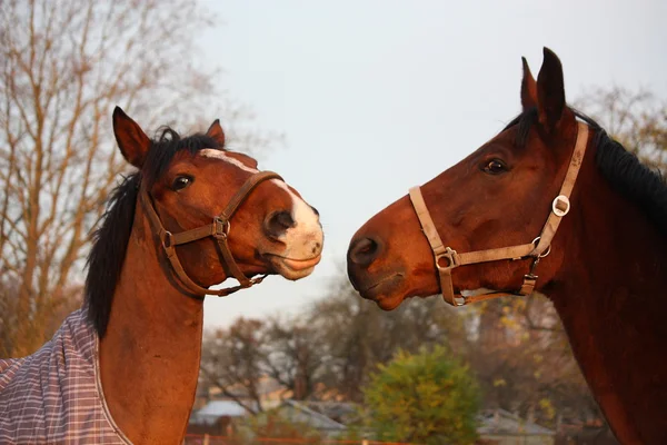 一緒に遊ぶ 2 つの茶色の馬 — ストック写真