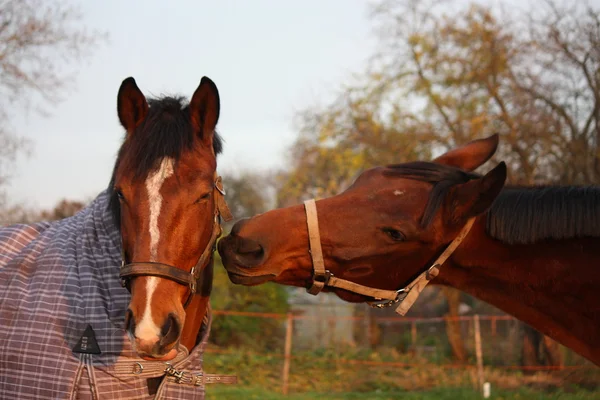 Два коричневий коней, граючи разом — Stok fotoğraf