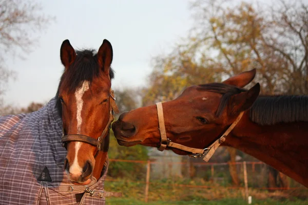 Two brown horses playing together — Stock Photo, Image