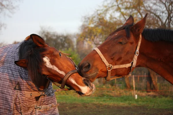 Dos caballos marrones jugando juntos — Foto de Stock