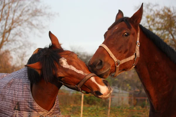 一緒に遊ぶ 2 つの茶色の馬 — ストック写真