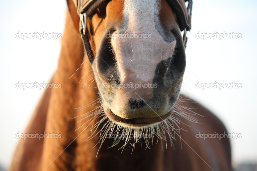 Close up of chestnut horse nose