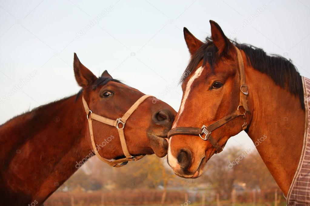 Two brown horses playing together