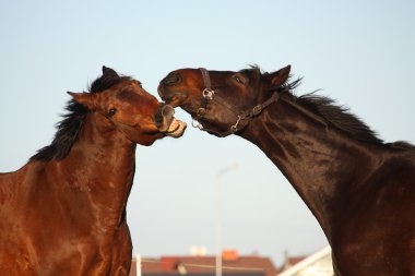 şakacı savaşan iki kahverengi at