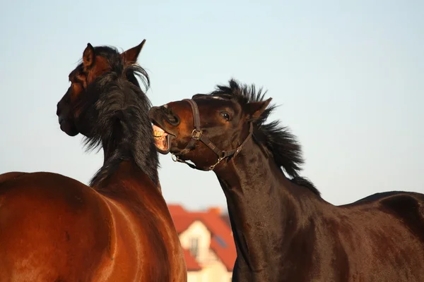 Two brown horses playfully fighting — Stock Photo, Image