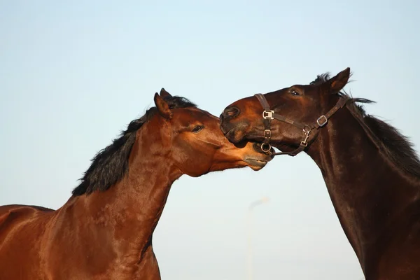 Dos caballos marrones juguetoneando — Foto de Stock