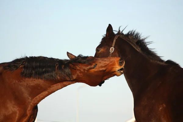Two brown horses playfully fighting — Stock Photo, Image