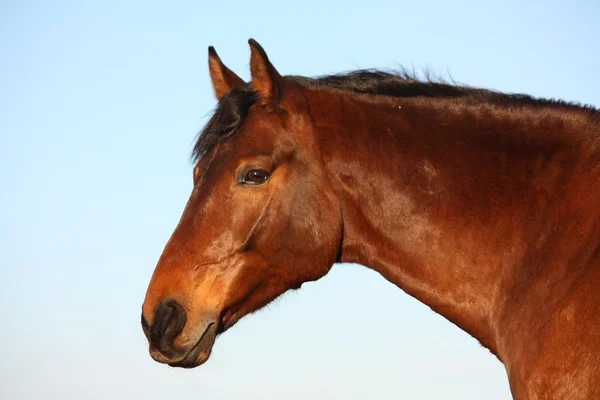 Ritratto di cavallo marrone nella zona rurale — Foto Stock