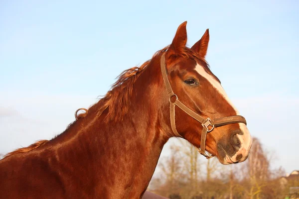 Portret brązowy koń w obszar wiejski — Zdjęcie stockowe