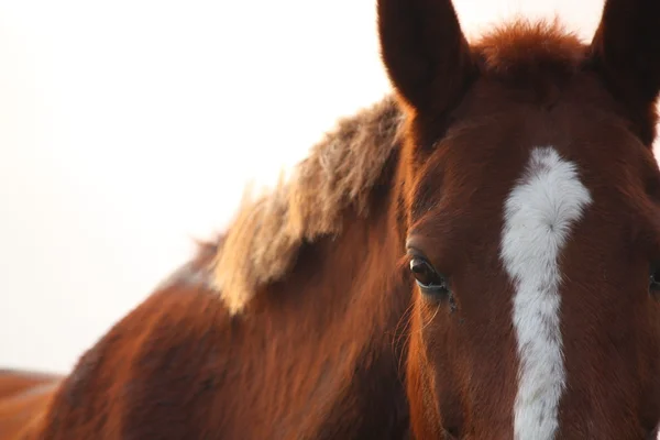 Occhio di cavallo castano da vicino — Foto Stock