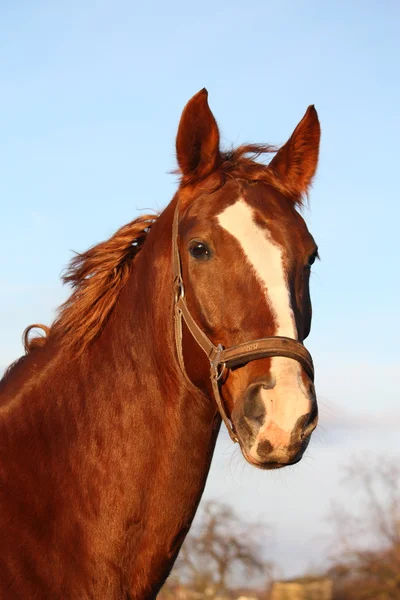 Bruin paard portret in landelijk gebied — Stockfoto