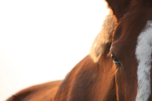 Kastanje paard oog close-up — Stockfoto