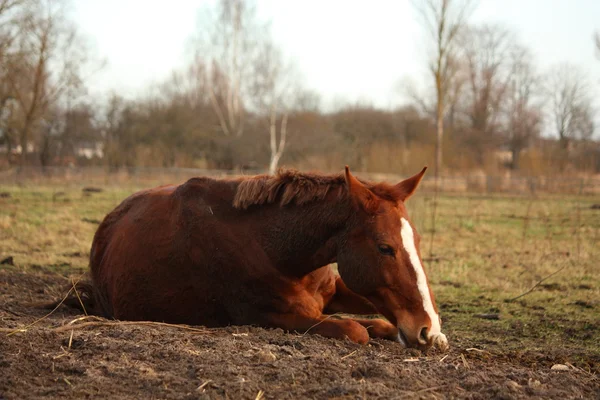 Kaštanový kůň na zem — Stock fotografie