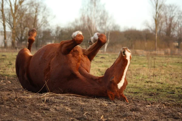 Каштановый конь катится по земле — стоковое фото