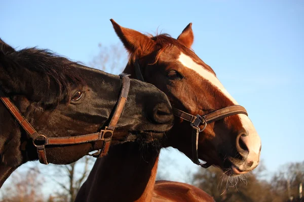 Чёрная лошадь обнюхивает коричневую лошадь — стоковое фото