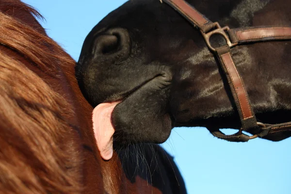 Чёрная лошадь обнюхивает коричневую лошадь — стоковое фото