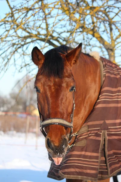 Brun häst porträtt på vintern — Stockfoto