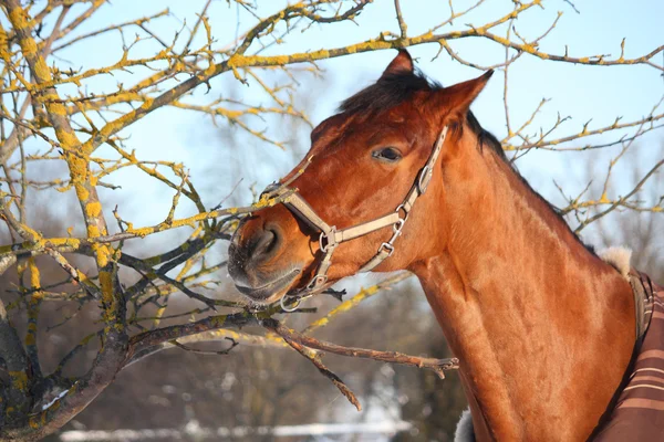 冬の茶色の馬の肖像画 — ストック写真