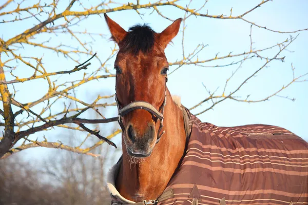 Portrait of brown horse in winter — Stock Photo, Image