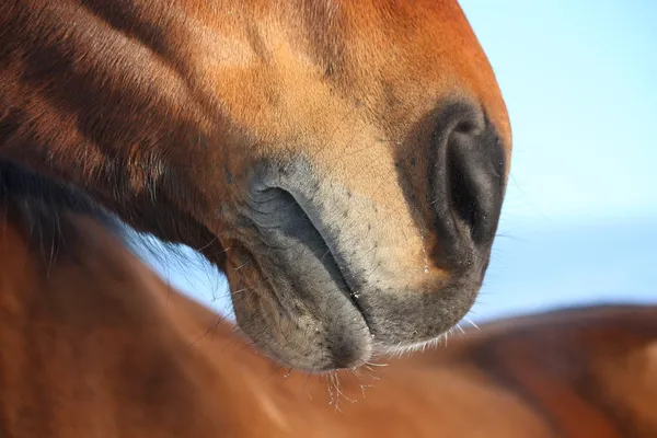 Gros plan du nez du cheval — Photo