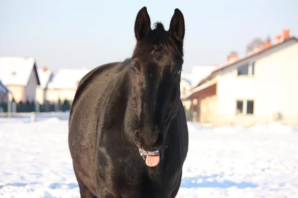 Retrato de cavalo preto no inverno — Fotografia de Stock