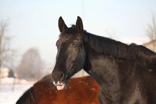 Black horse portrait in winter — Stock Photo, Image