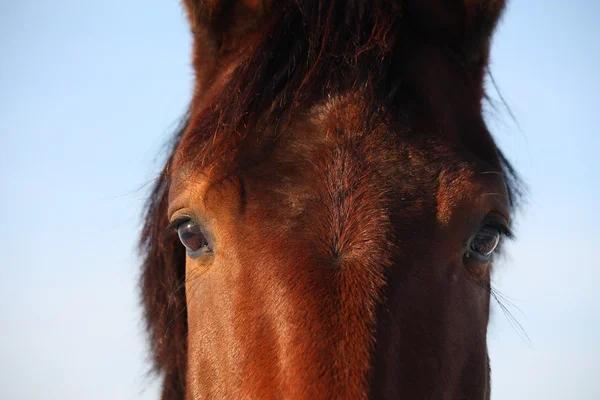 Primer plano de ojo de caballo marrón — Foto de Stock