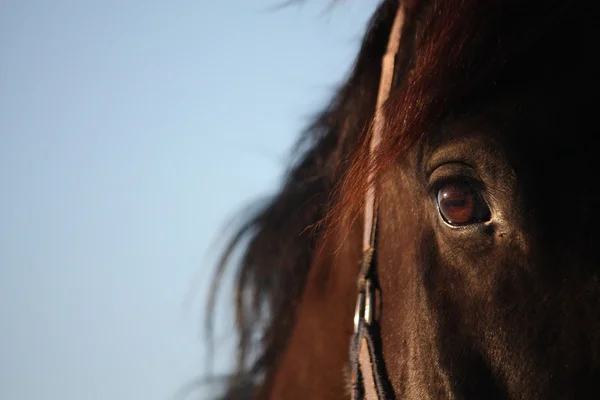 Primer plano de ojo de caballo marrón —  Fotos de Stock