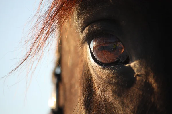 Close-up van bruin paardenoog — Stockfoto