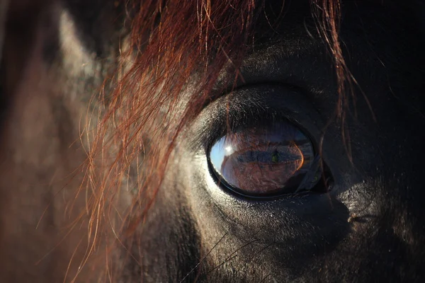 Close up de olho de cavalo marrom — Fotografia de Stock