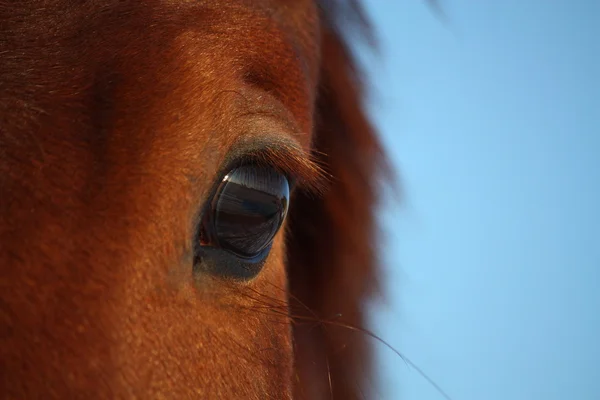 Close up of brown horse eye