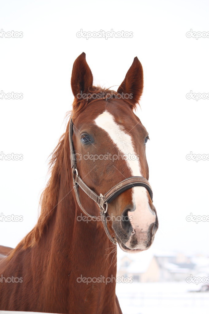 Portrait of brown horse in winter