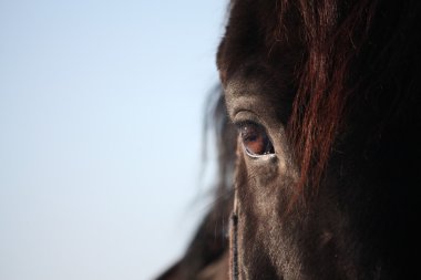 siyah at gözünü kapat