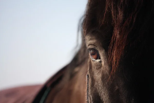 Black horse eye close up — Stock Photo, Image