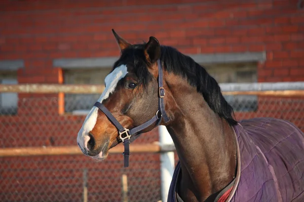 パドックを歩く美しい茶色の馬の肖像画 — ストック写真